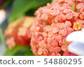 橙色繡球花 54880295