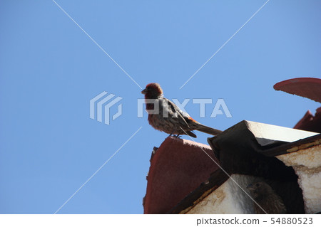 墨西哥Machico(墨西哥) 墨西哥Machico(墨西哥) 54880523