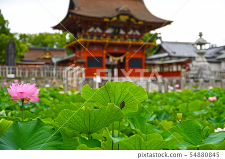 Tosho Daigon present Iga Hachimangu Shrine (Okazaki City, Aichi Prefecture) Tosho Daigon present Iga Hachimangu Shrine (Okazaki City, Aichi Prefecture) 54880845