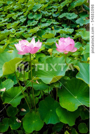 蓮花 蓮花 54881098