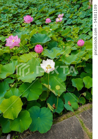 Lotus flower 54881109