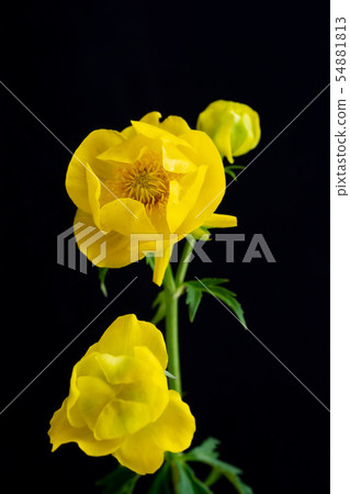 Yellow flower on black background Yellow flower on black background 54881813