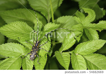 Kiboshikamikiri 54882669