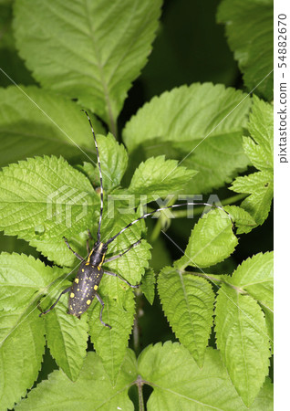 紀勝 紀勝 54882670