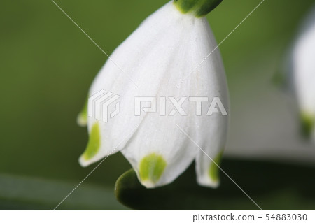 Snowflake (Ginran Narcissus) 54883030