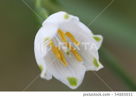 Snowflake (Ginran Narcissus) 54883031