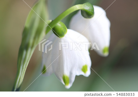 Snowflake (Ginran Narcissus) Snowflake (Ginran Narcissus) 54883033