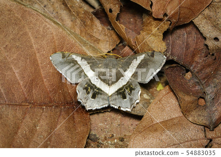 Image of moth or butterfly (semiothisa eleonora) Image of moth or butterfly (semiothisa eleonora) 54883035