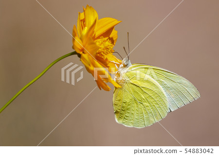 Image of lemon emigrant butterfly. 54883042