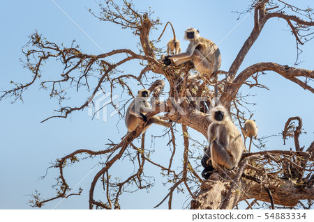 Gray langur monkey on the tree near Savitri Mata 54883334