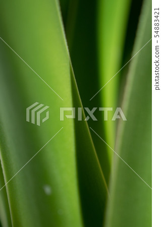 葉子植物 54883421