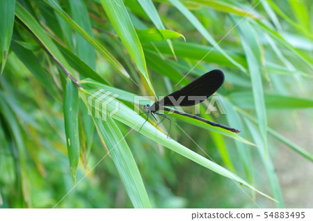 Hagro Tonbo who injured his leg 54883495