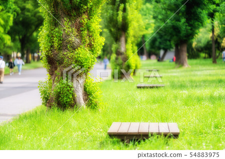 東京初夏水本公園 54883975