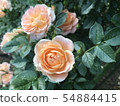 橙色的玫瑰 54884415