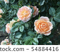 橙色玫瑰 54884416