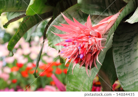Pineapple pink flowers Pineapple pink flowers 54884435