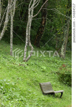 Landscape photo Library in the early autumn forest Cafe in the forest A special seat in the early autumn forest Landscape photo Library in the early autumn forest Cafe in the forest A special seat in the early autumn forest 54884517