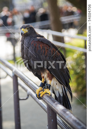 chained hawk for show in city chained hawk for show in city 54884706