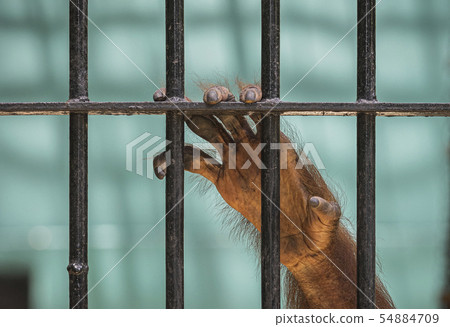 Close-up of orangutan's hand climb up the cage. 54884709