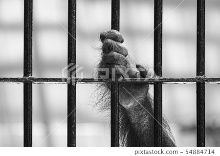 Close-up of orangutan's hand climb up the cage. 54884714