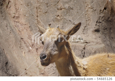 Mercor (the king of a wild goat) in the Yummigasaki animal park 54885126