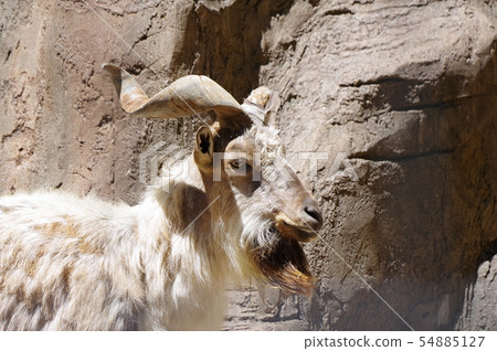 Mercor (the king of a wild goat) in the Yummigasaki animal park 54885127