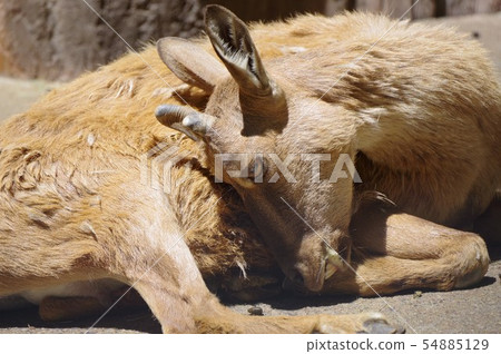 Mercor (the king of a wild goat) in the Yummigasaki animal park 54885129
