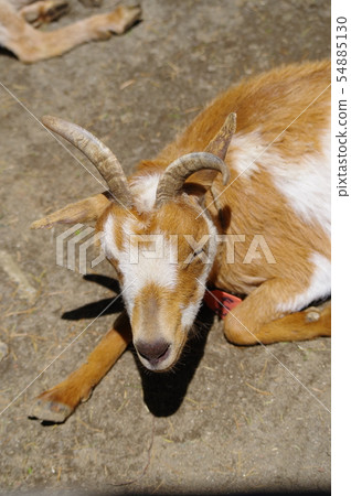 Mercor (the king of a wild goat) in the Yummigasaki animal park 54885130