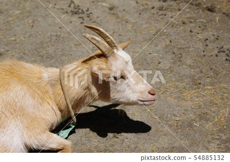 Mercor (the king of a wild goat) in the Yummigasaki animal park Mercor (the king of a wild goat) in the Yummigasaki animal park 54885132
