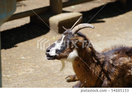 Mercor (the king of a wild goat) in the Yummigasaki animal park Mercor (the king of a wild goat) in the Yummigasaki animal park 54885133
