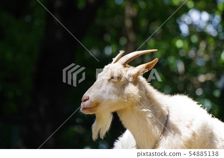 A goat in the Yummigasaki animal park A goat in the Yummigasaki animal park 54885138
