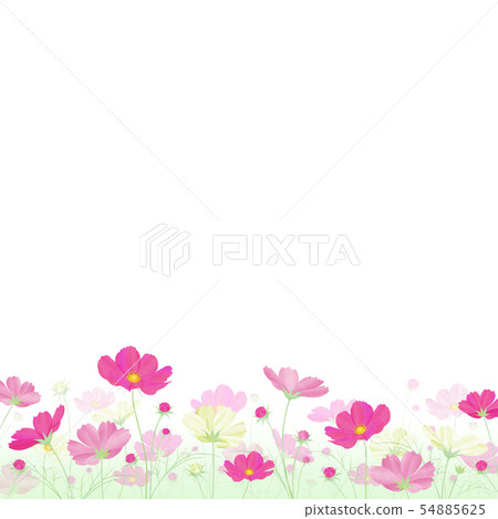 Colorful cosmos field Autumn cherry blossoms 54885625