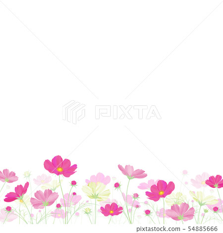 Colorful cosmos field Autumn cherry blossoms Colorful cosmos field Autumn cherry blossoms 54885666
