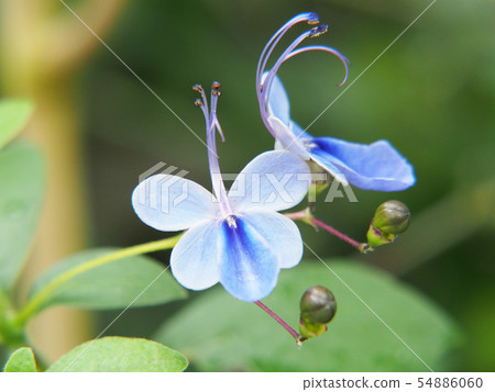 Clarodendorum Ugandense Clarodendorum Ugandense 54886060