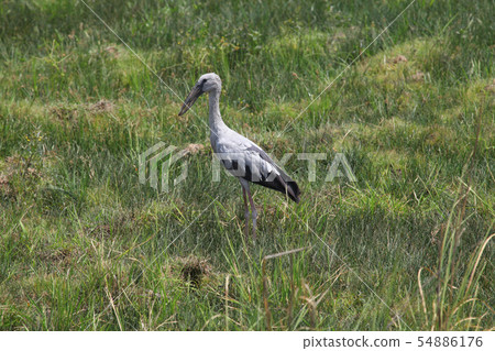 Open bill stork, Tadoba National Park, Chandrapur Open bill stork, Tadoba National Park, Chandrapur 54886176