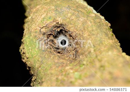 Funnel like web of spider, Amba, Kolhapur, India Funnel like web of spider, Amba, Kolhapur, India 54886371