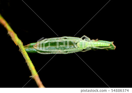 Crab spider, Oxytate sp. Resting, Amba, Kolhapur 54886374