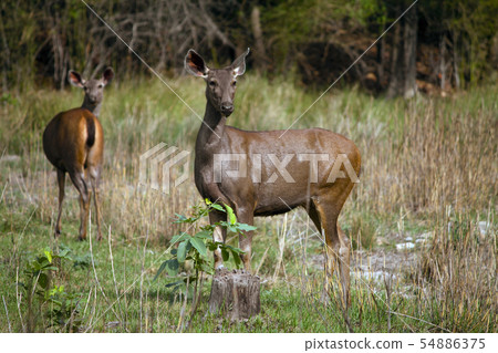 Sambar deer, Bandhavgarh, Madhya Pradesh, India 54886375
