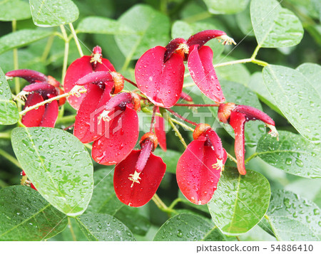 美國Deigo 54886410