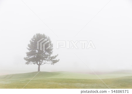 Lonely tree Lonely tree 54886571