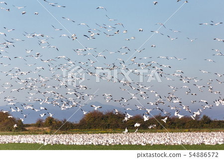 snow geese snow geese 54886572