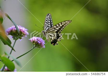 燕尾蝶 燕尾蝶 54886754