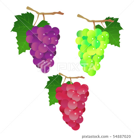 葡萄三色 54887020