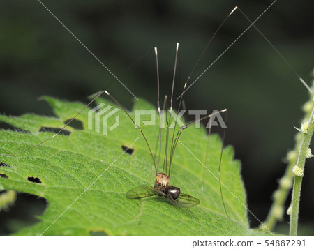 房子甲蟲 54887291