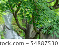 Maple of Mejiro Garden 54887530