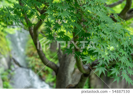 Maple of Mejiro Garden 54887530