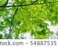 Maple of Mejiro Garden 54887535