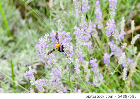 Carpenter bee 54887585