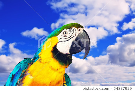 Head of macaw against sky 54887939