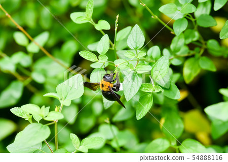 Carpenter bee Carpenter bee 54888116